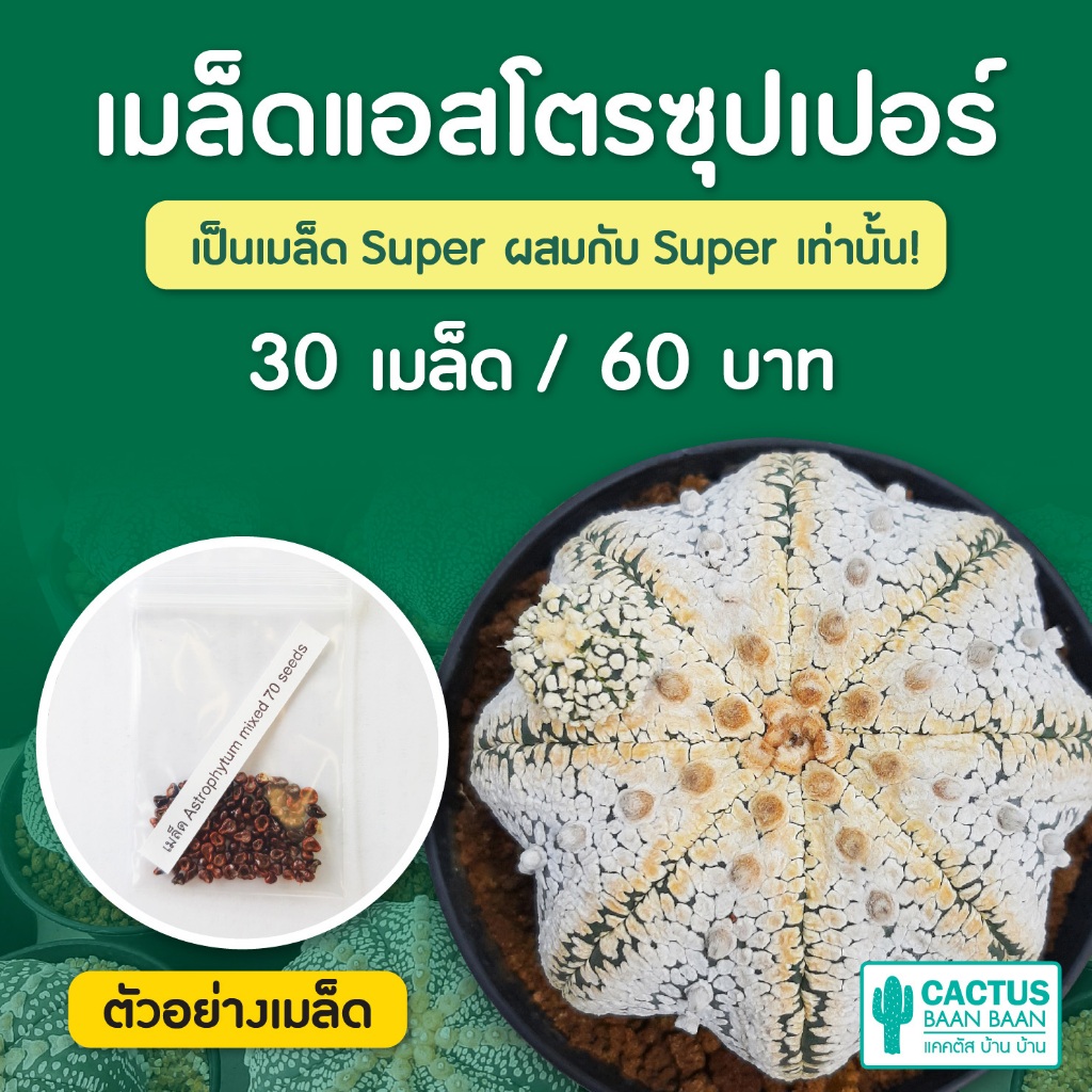 เมล็ดแคคตัส เมล็ดแอสโตร ซุปเปอร์ คาบูโตะ ชุดล่ะ 30+ เมล็ด (Astro Super)