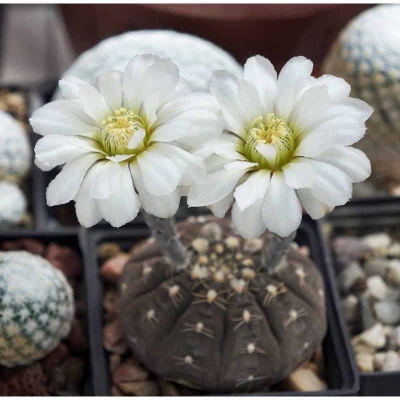จานบิน แคคตัส ดอกสีขาวสวยมาก กระถาง 4“ นิ้วGymnocalycium Ragonesei กระบองเพชร แคคตัส