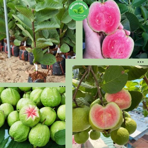 ฝรั่งเนื้อแดง ต้นกล้ากิ่งตอนสูง 50-70 ซม. ต้นฝรั่งเนื้อแดงให้ผลผลิตสูง ให้ผลเร็ว ผลมีเมล็ดน้อย กรอบและหวาน