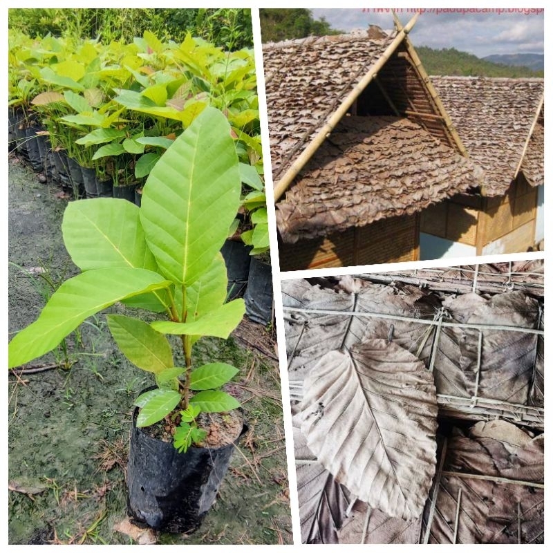 ุต้นยางพลวง ตองตึง ยางกุงใบเอามาห่ออาหาร  ใบเอามาทำหลังคา ไม้เนื้อดี ไม้ป่ายืนต้น