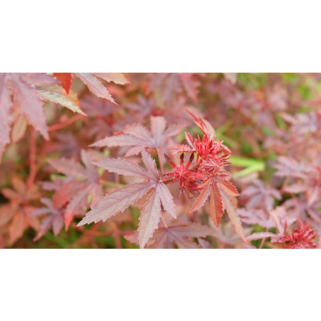 ต้นพันธุ์ ชบาเมเปิ้ล 39บาท สมุนไพร สรรพคุณมากมาย ชบาเมเปิ้ล (Cranberry Hibiscus) ดอกสีแดง ต้นสีแดง ใบสีแดง มีสีแดง