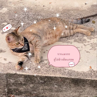 (P4)(รุ่นต้าวติดแกลม)ปลอกคอผ้าสามเหลี่ยมตัวล็อคนิรภัย สำหรับน้องแมวและน้องหมาเล็ก