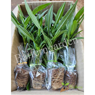ต้นกล้าดอกจันทร์ฉาย(coreopsis big bang redshift) ต้นแข็งแรงรากแน่นๆ ทนแล้งออกดอกสวย