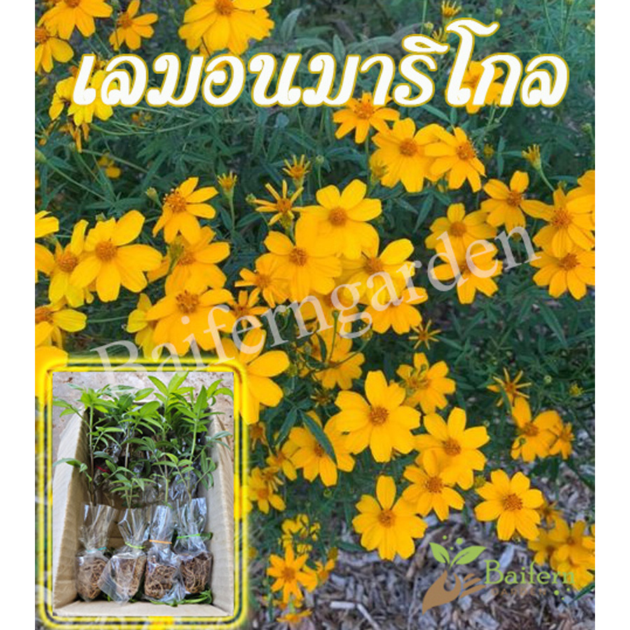 ต้นกล้าดอกเลมอนมาริโกล ต้นแข็งแรงรากแน่นๆ ทนแล้งออกดอกสวย ดอกตลอดทั้งปี ไม้พุ่ม