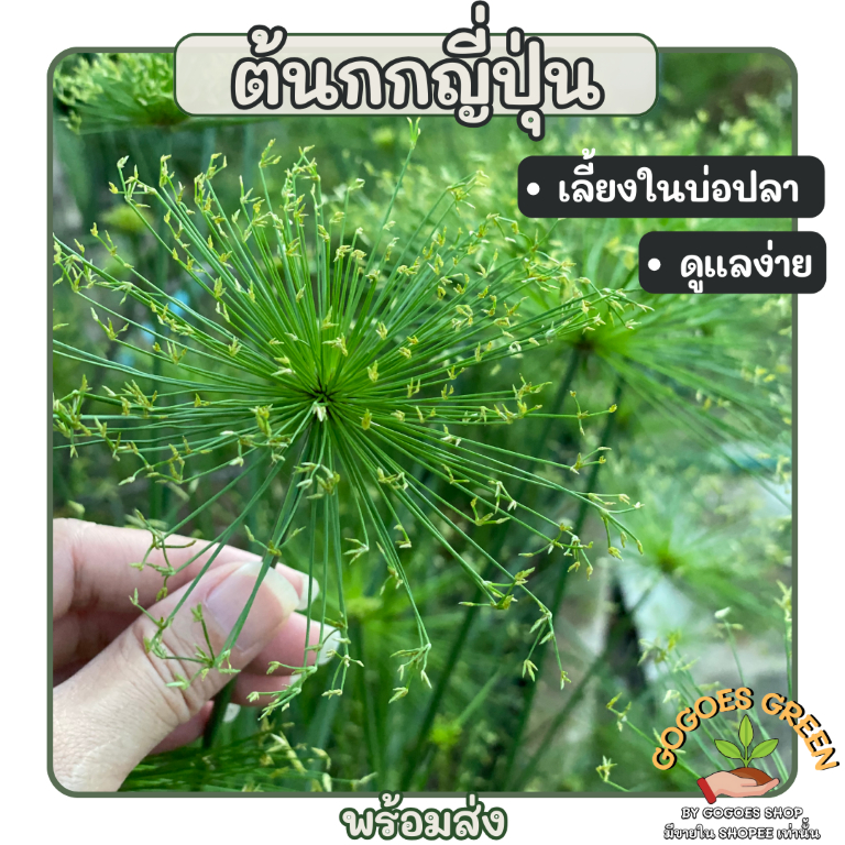 กกญี่ปุ่น กกราชินี กกร่ม ต้นไม้สุด Art เลี้ยงง่ายในอ่างปลา ตกแต่งบ้านและสวน สร้างบรรยากาศธรรมชาติ