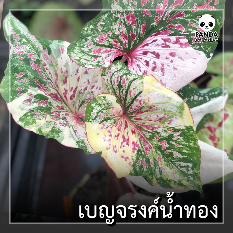บอนสี เบญจรงค์น้ำทอง กระถาง 4“