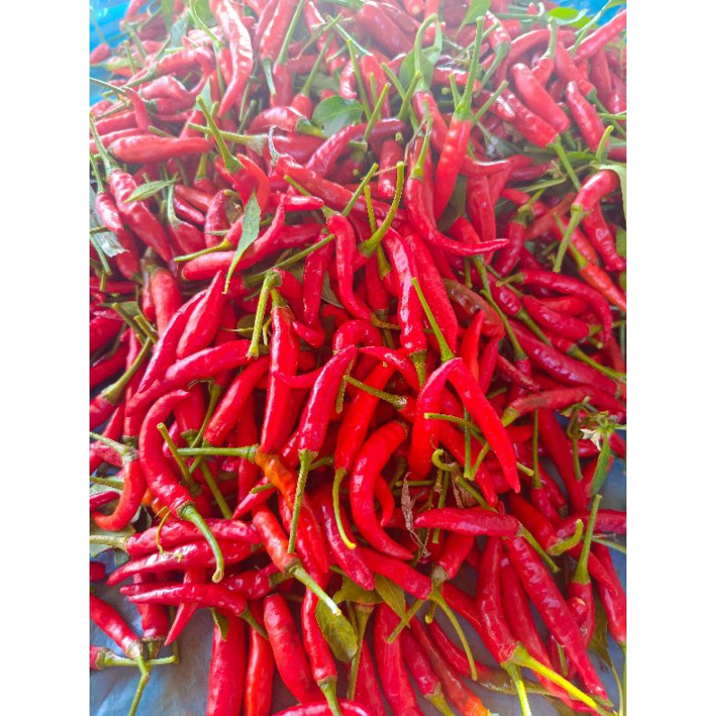 พร้อมส่ง💁‍♀️อ่านรายละเอียดก่อนสั่งซื้อ 🌶 พริกจินดาสด พริกขี้หนูแท้ แบบเผ็ด 🌶สด สวย คัดพิเศษ