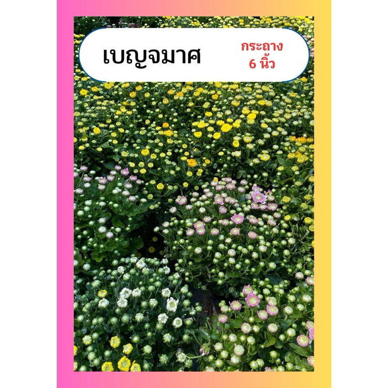 เบญจมาศ ดอกเบญจมาศ พุ่มแน่น กอสวย ดอกสวย กลิ่นหอม กระถาง6นิ้ว