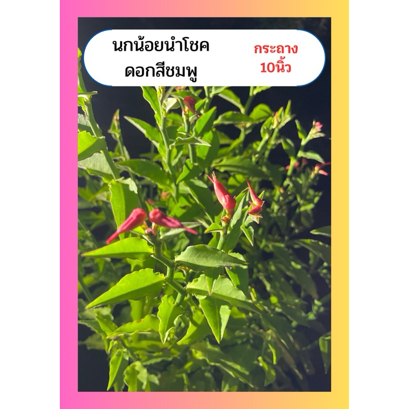 นกน้อยนำโชค ดอกชมพู ดอกคล้ายนก ไม้พุ่ม ทนแดด กระถาง10นิ้ว