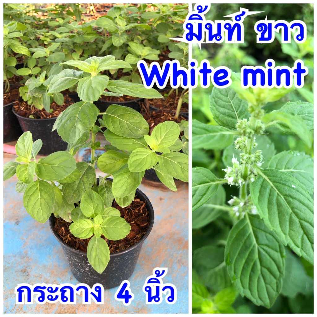 มินต์ ขาว🍀หรือ (White Mint)🍀🍀 ส่งแบบกระถาง 4 นิ้ว