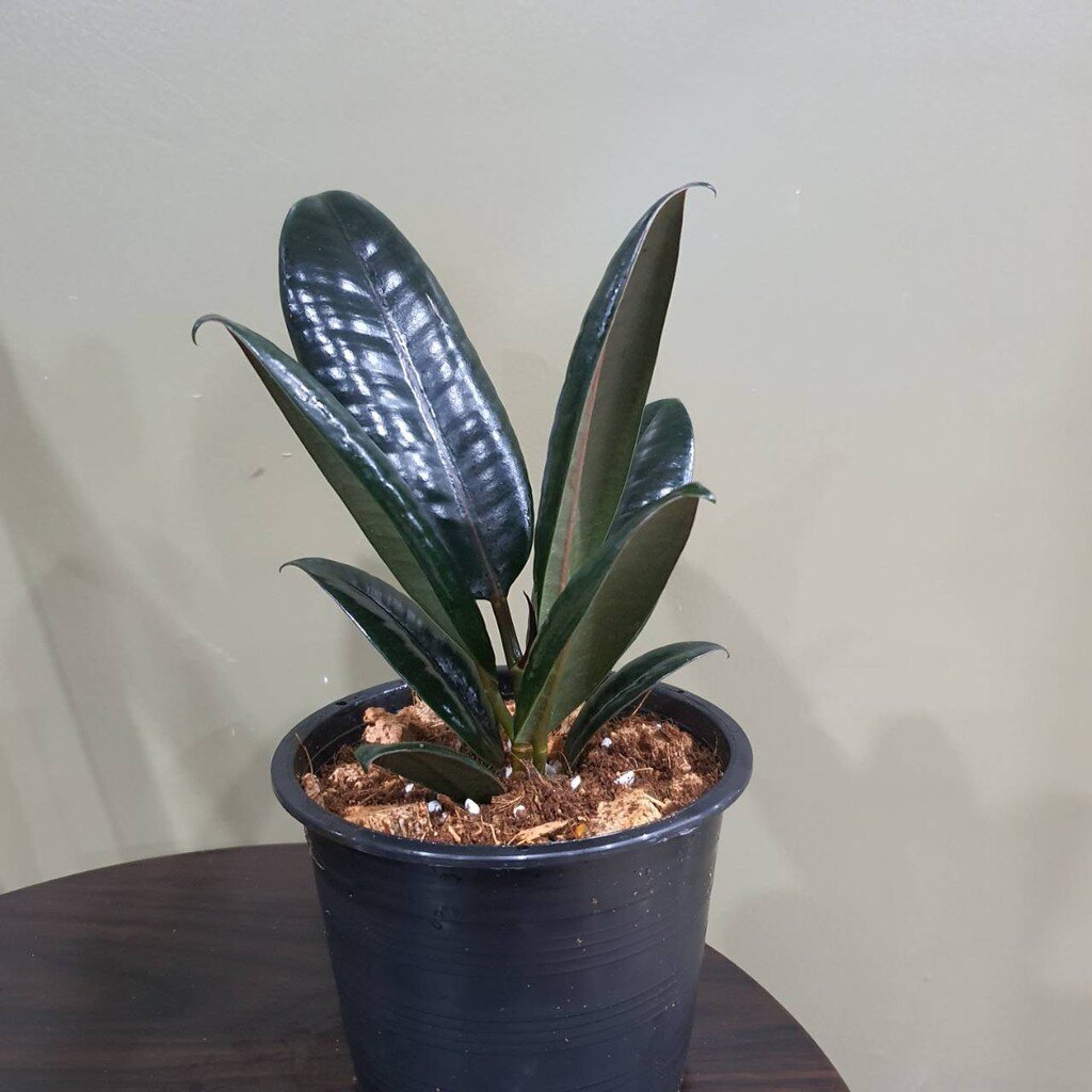 มุมมอง 4