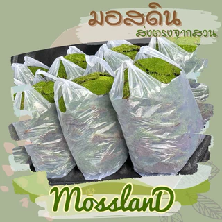 มอสดิน แบบถุง (สวนขายเองจ้า) สดใหม่ ส่งตรงจากสวน มอสสด จัดสวน บอนไซ กระถาง ปริมาณคุ้มแน่นอน