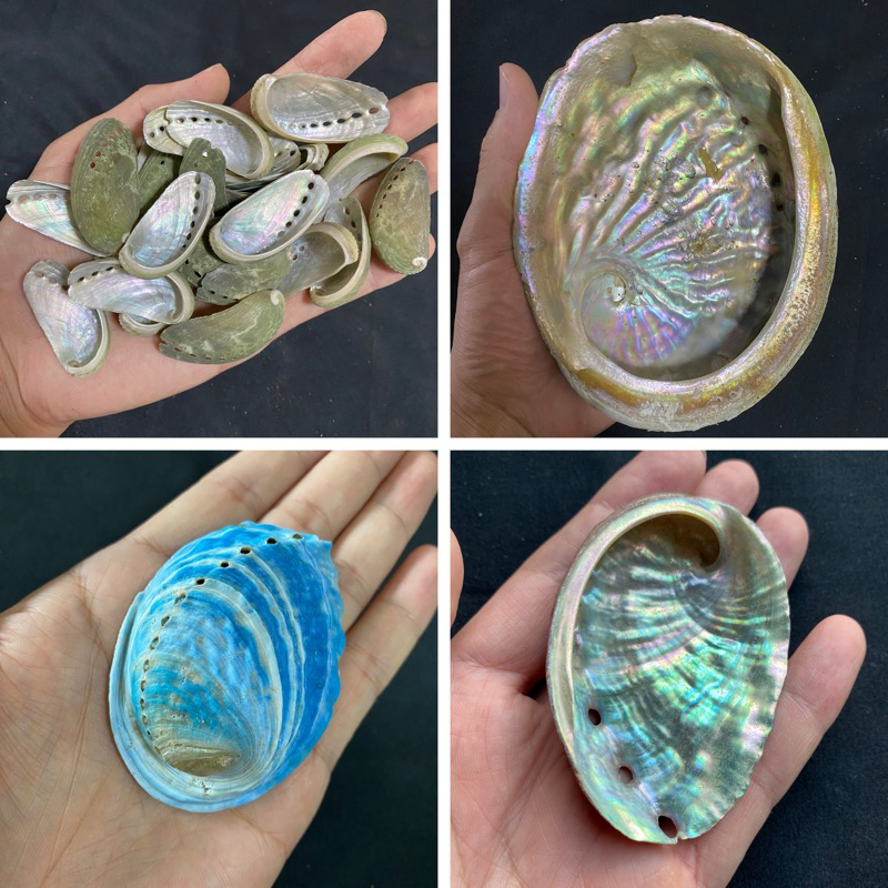 เปลือกหอยเป๋าฮื้อธรรมชาติ Natural Abalone สำหรับใช้ในงานหัตถกรรมและของตกแต่งบ้านหรือจานซาชิมิ 7-18cm