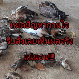 แลนเนท ยาเบื่อนก ยาฆ่านกพิราบ 500g ยากำจัดนกพิราบ ทำลายอวัยวะภายในตายใน 1วัน แห้งเร็วและไม่มีกลิ่น เห็นผลชัวร์ 100%