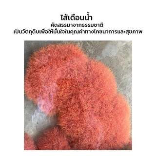 Tropical Fish ไส้เดือนน้ำ อาหารปลาสวยงาม