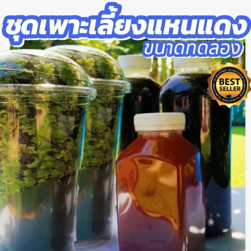 ชุดเพาะเลี้ยงแหนแดงขนาดทดลองพร้อมคู่มือ 💥แถมฟรี 200กรัม