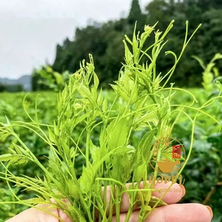 ชาเครามังกร ชาบ๊วย ชาอายุวัฒนะของจีน ไม่มีคาเฟอีน Meicha Vine Tea Caffeine Free 莓茶