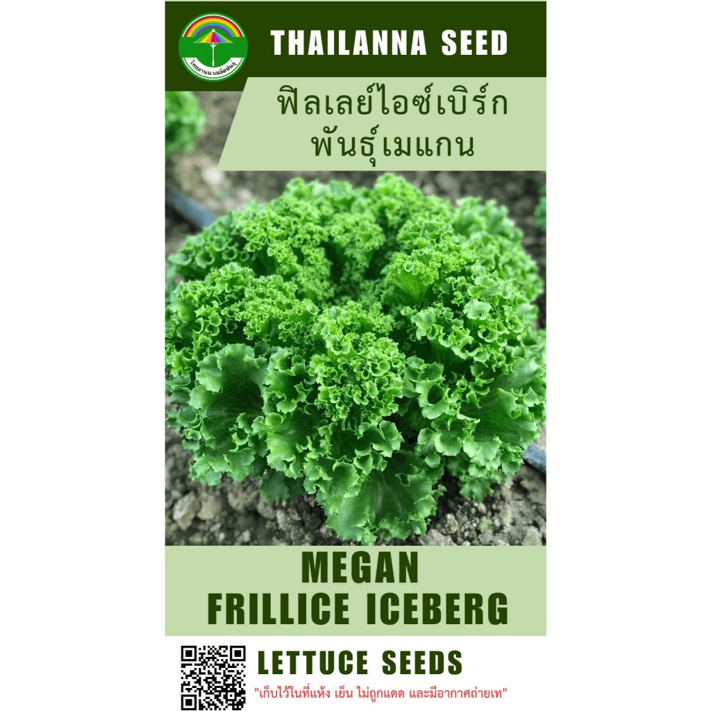 เมล็ดพันธุ์ผักสลัด ฟิลเ 1ลย์ไอซ์เบิร์ก พันธุ์เมแกน ( ขนาด 0.25 กรัม ) ( เมล็ดเปลือย ) รหัสสินค้า 3001