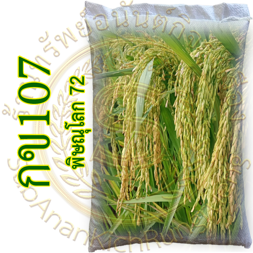 เมล็ดพันธุ์ข้าว กข107 (พิษณุโลก 72) อายุสั้นผลผลิตสูง ( 89-108 วัน )