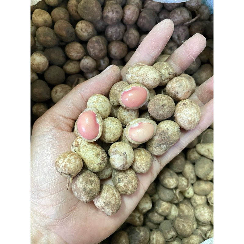 ถั่วหรั่ง​ดิบ​​ (น้ำหนัก2กิโล) ของดีปักษ์ใต้ ปีละครั้ง (Bambara groundnut) *ถอนสด เม็ดใหญ่ หวาน มันส์
