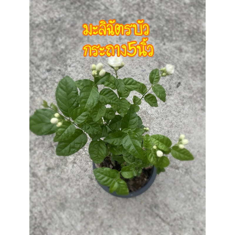 มะลิฉัตรบัว กระถาง5นิ้ว