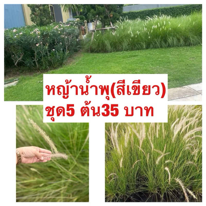 หญ้าน้ำพุ หญ้าจัดสวน หญ้าราคาถูก พร้อมส่ง ชุด35 บาทมีประมาณ5-6ต้น พร้อมลงดินได้เลย