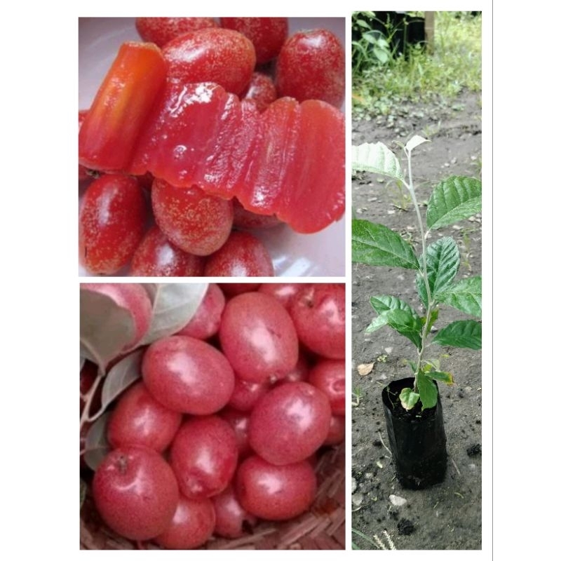ต้นมะหลอดหวาน ลูกใหญ่ผลสีแดงเข้มหวาน ต้นพร้อมปลูก สูง 30-40ซ.ม