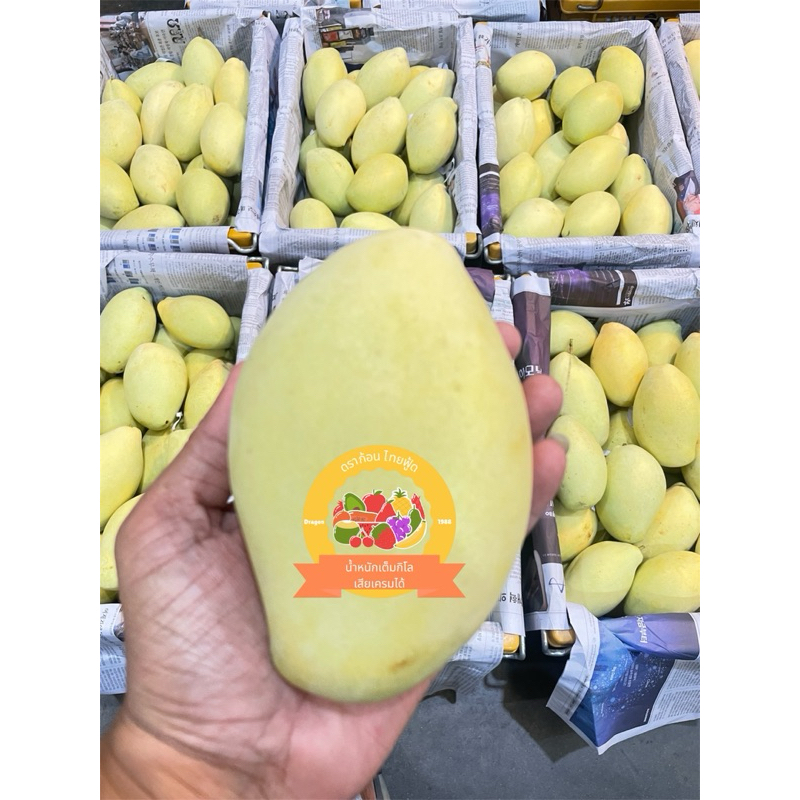 มะม่วงแก้วขมิ้น ห่อ🥭Mango ส่งแบบแก่จัดทานสุก ลูกใหญ่ 2-4ลูกโล