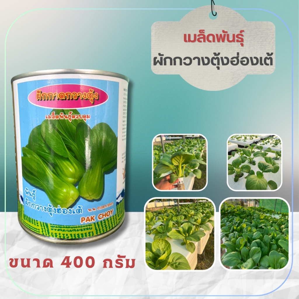 เมล็ดพันธุ์กวางตุ้งฮ่องเต้ ขนาด 200/ 400 กรัม ตราปลาทอง ปลูกง่าย โตไว ใบสวย ก้านอวบ - เกษตรกรรมยั่งยืน