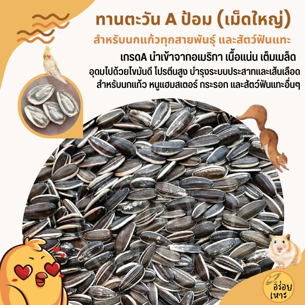 ทานตะวัน Aป้อม เม็ดใหญ่ เกรดA อาหารนกแก้ว และสัตว์ฟันแทะ สะอาด ไร้ฝุ่น (บรรจุ 250G / 500G / 1KG)
