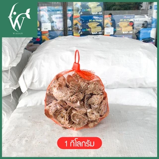 เปลือกหอยนางรมขนาด 500 g./1 kg.ใส่ถุงตาข่ายแดง เปลือกหอยกรองน้ำ