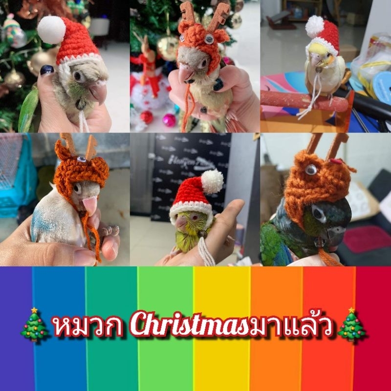 [[[ Pepzi&Family ]]] หมวกนกแก้ว ซันคอนัวร์ นกหงส์หยก ฟอพัส8