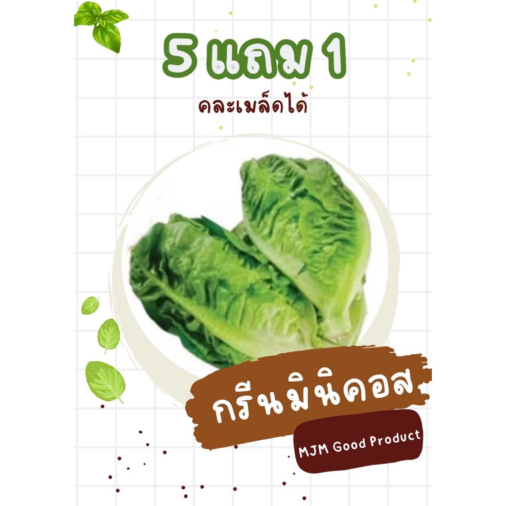 เมล็ดพันธุ์ผักสลัดกรีนมินิคอส