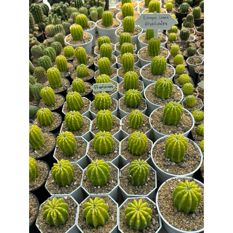 อิชินอปเลม่อน Echinopsis Lemon
