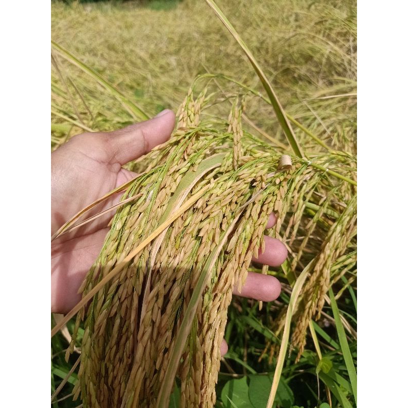 เมล็ดพันธุ์ข้าวหอมผกาลำดวน(บรรจุถุงละ5กก/10กก.) - รูปที่ 5