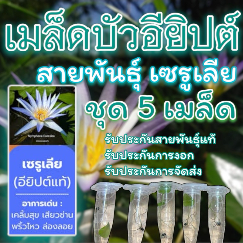 3ชุดฟรี1ชุด เมล็ดบัวอียิปต์ สายพันธุ์ เซรูเลีย ชุด5เมล็ด รับประกันสายพันธุ์แท้ รับประกันการงอก รับประกันการจัดส่ง บัว