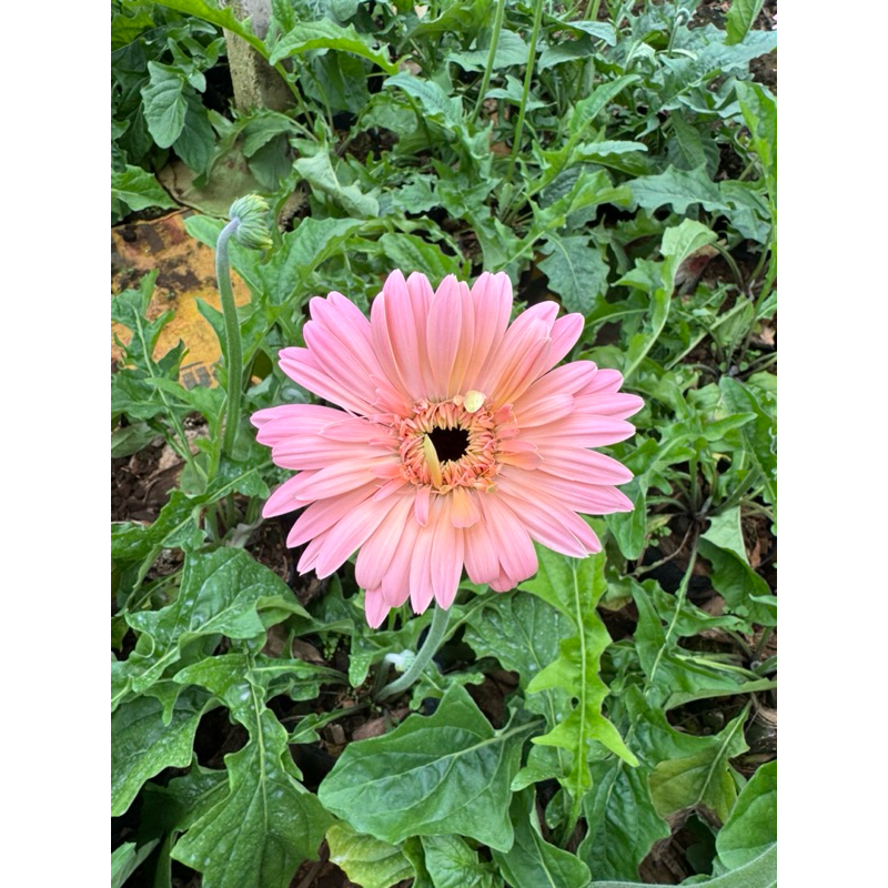 🌸ต้นเยอบีร่า ชมพูหวาน