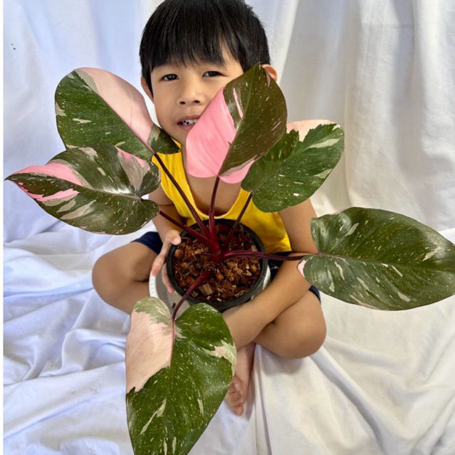 Philodendron pink princess marble king/pink princess marble king