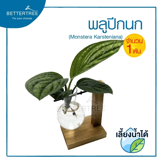 พลูปีกนก(จำนวน 1 ต้น) Monstera sp. 'Karstenianum' ต้นไม้ฟอกอากาศ ต้นไม้ พลูด่าง พลูปีกนก