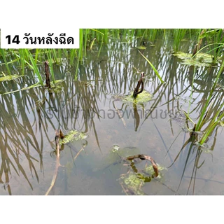 โซตะ ฟลูรอกซีเพอร์-เมปทิล 28.8% ขนาด 500 มล. กำจัด กก หนวดปลาดุก ปอดนา เทียนนา 💦(มีน้ำก็ฉีดได้)
