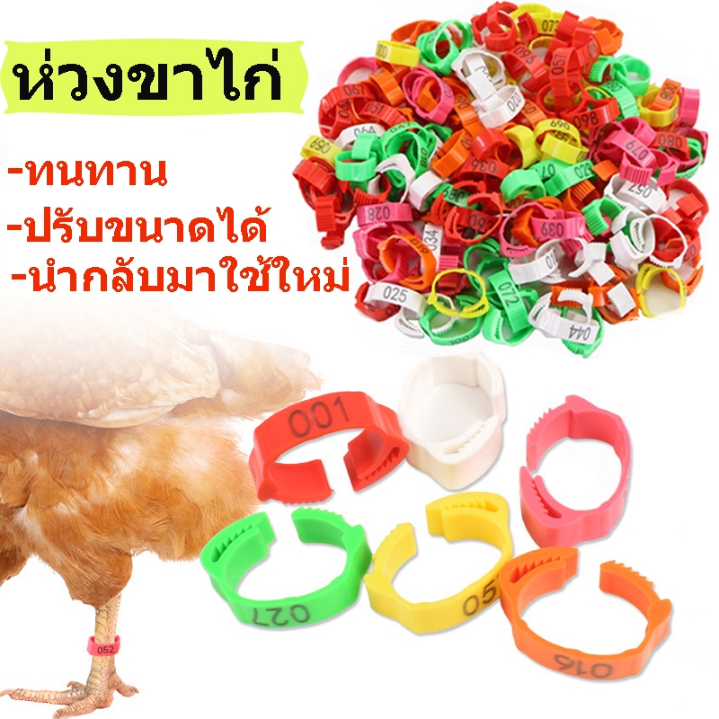 ถูก🎉100ชิ้น ห่วงขาไก่ ปรับขนาดได้ ห่วงขาไก่ชน ใช้ซ้ําได้ ห่วงข้อเท้าไก่ แหวนไส่เท้าไก่ อุปกรณ์ไก่ชน