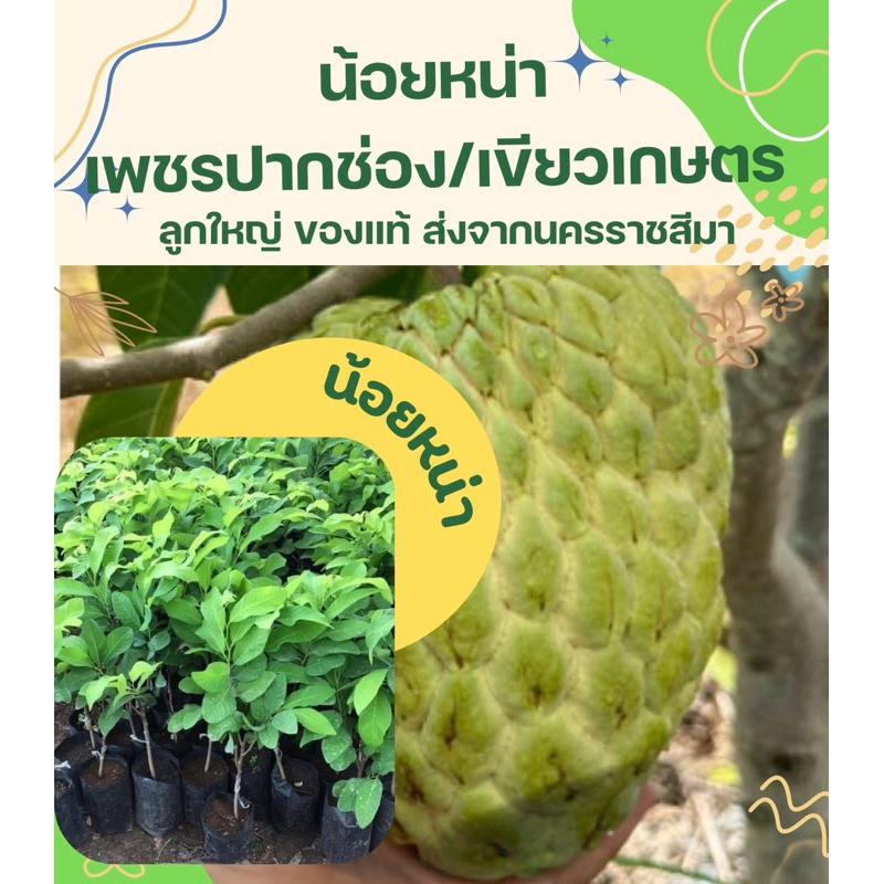 🌿TLP (ล็อตนี้ต้นใหญ่แข็งแรง)ต้นน้อยหน่าเสียบยอดจากสวนเขาใหญ่ เพชรปากช่อง เขียวเกษตร น้อยหน่าสัปรา