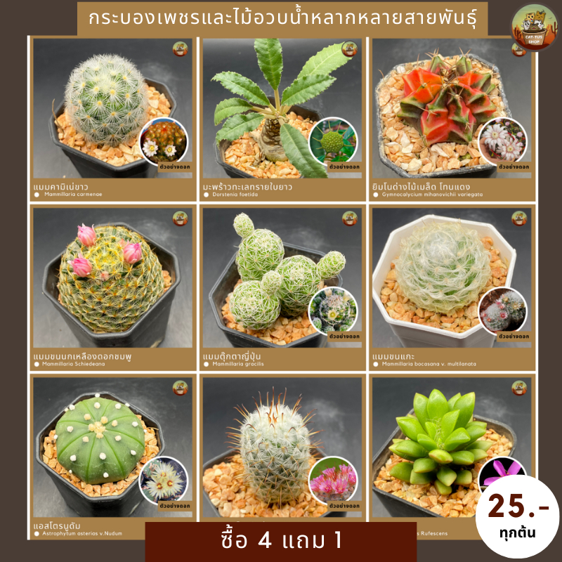 Cactus กระบองเพชรและไม้อวบน้ำต้นละ 25 ซื้อ 4 แถม 1 ส่งตรงจากสวนหลากหลายสายพันธุ์(ส่งทั้งกระถาง)