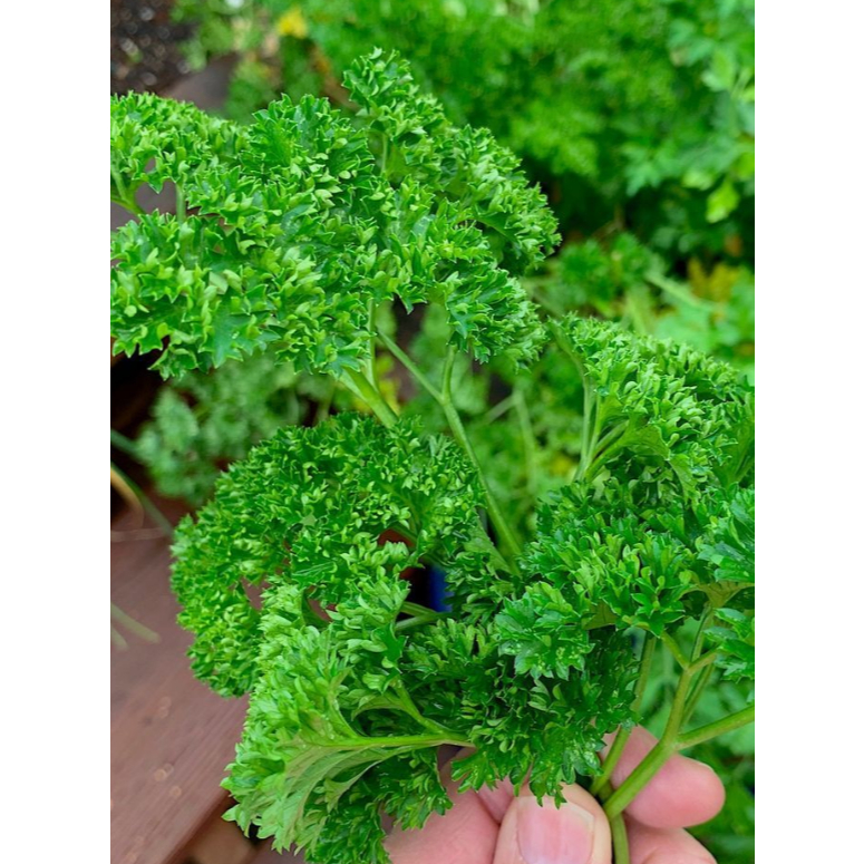 พาสลีย์ Pasley ใบหยิก อิตาเลี่ยนพาร์สลี่