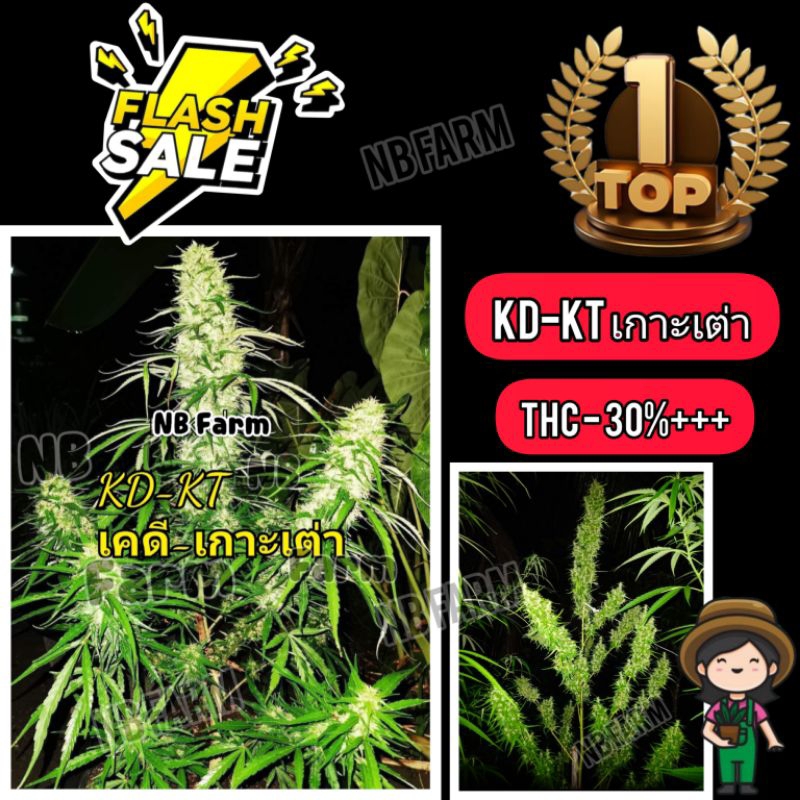 โปร KD-เกาะเต่า ล็อตใหม่ อัตรางอก90% เมล็ดบรีด sts