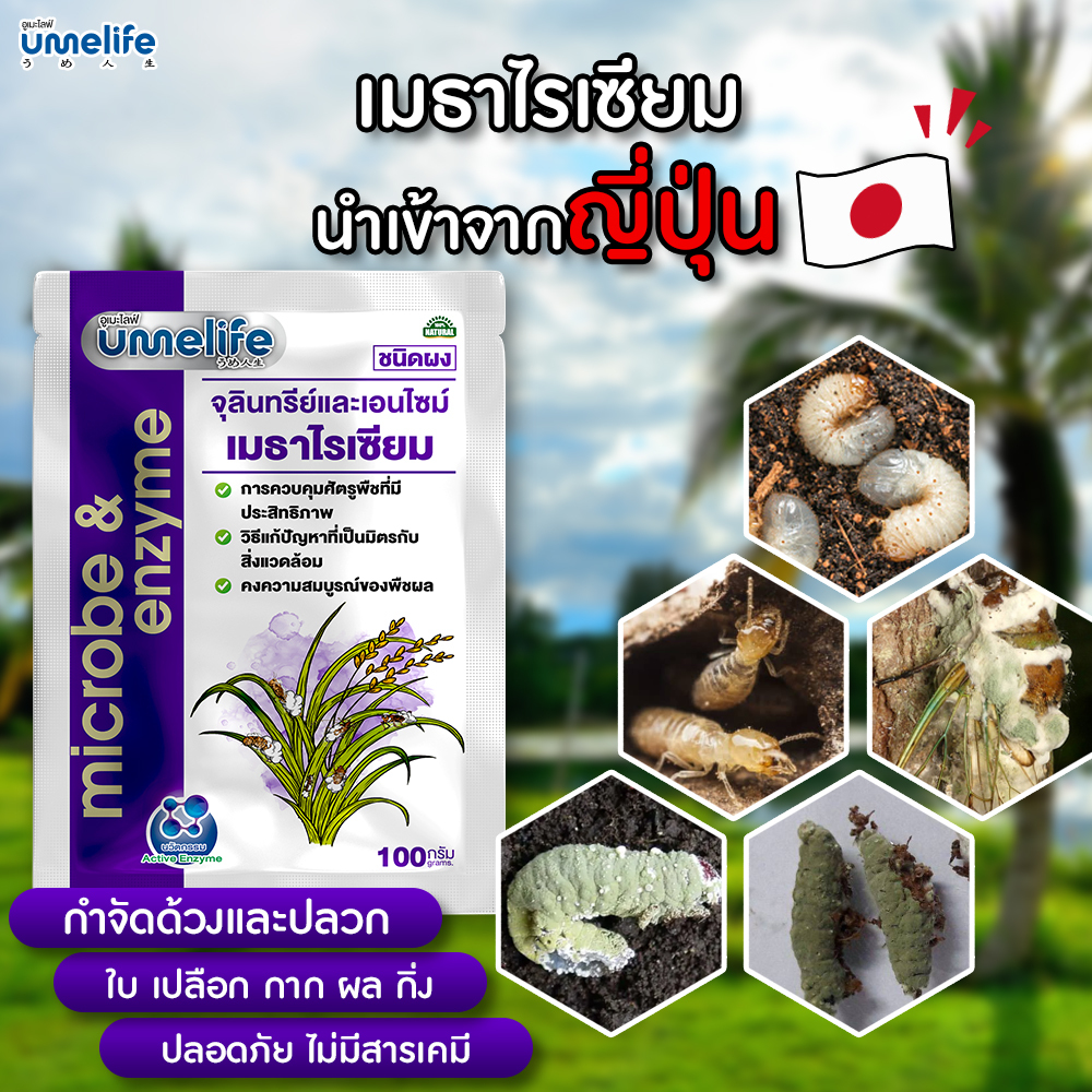 อูเมะไลฟ์ เมธาไรเซียม 100 กรัม กำจัดด้วง ตัวอ่อนด้วง กำจัดปลวก กำจัดแมลงใต้ดิน ช่วยให้ต้นไม้สมบูรณ์