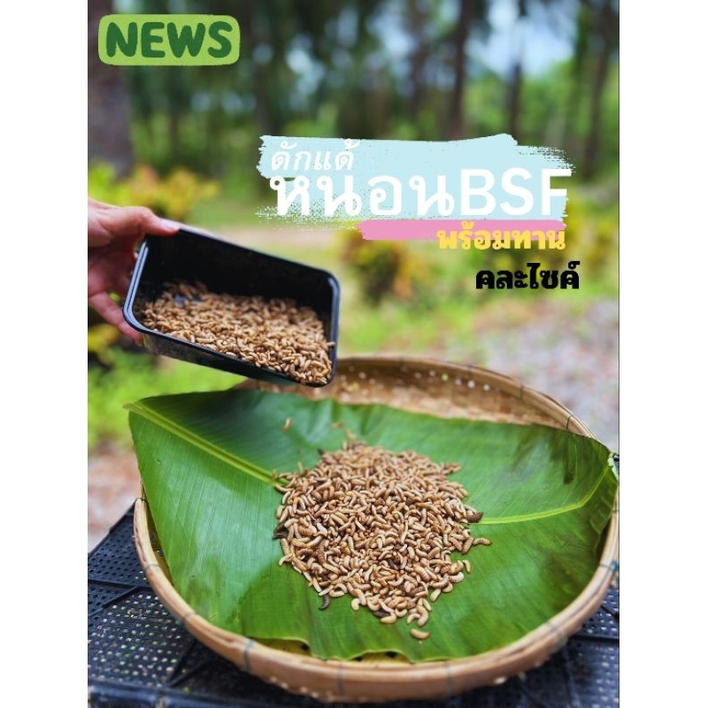ดักแด้หนอนBSF พร้อมทาน(ดูรีวิว) หนอนแมลงวันลาย หนอนโปรตีน อาหารสัตว์เล็ก อาหารสัตว์Exotic