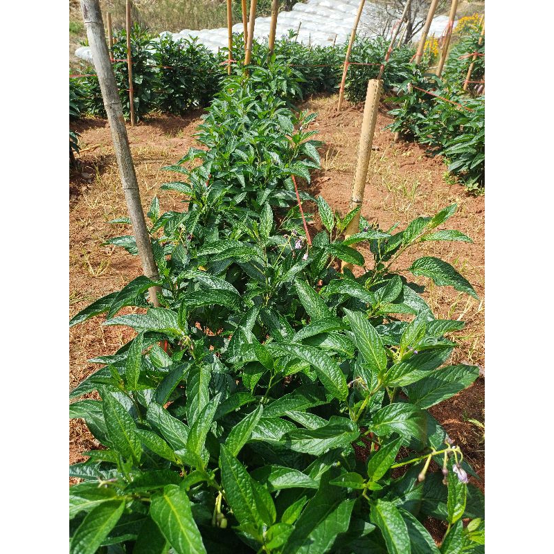 เปปิโนเมล่อนหวานอร่อยเหมือนเมล่อน 1 กิโล 3สี - รูปที่ 3