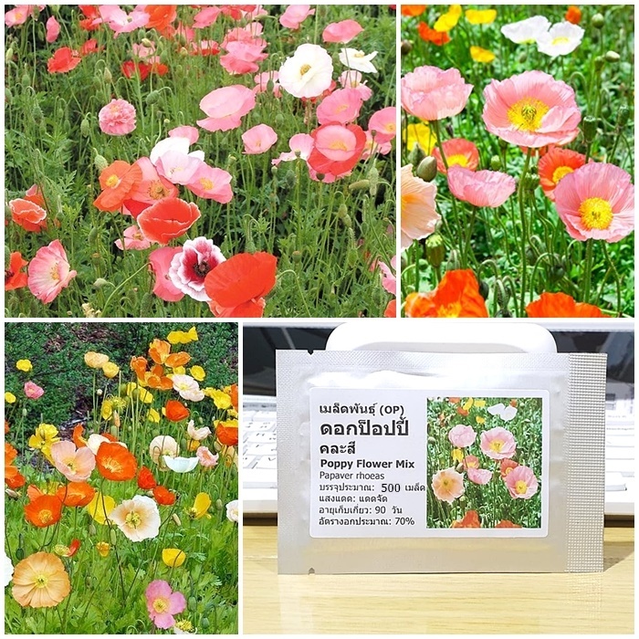 เมล็ดพันธุ์ ดอกป็อปปี้ คละสี Poppy Flower Mix Seed บรรจุ 500 เมล็ด คุณภาพดี ของแท้ 100%
