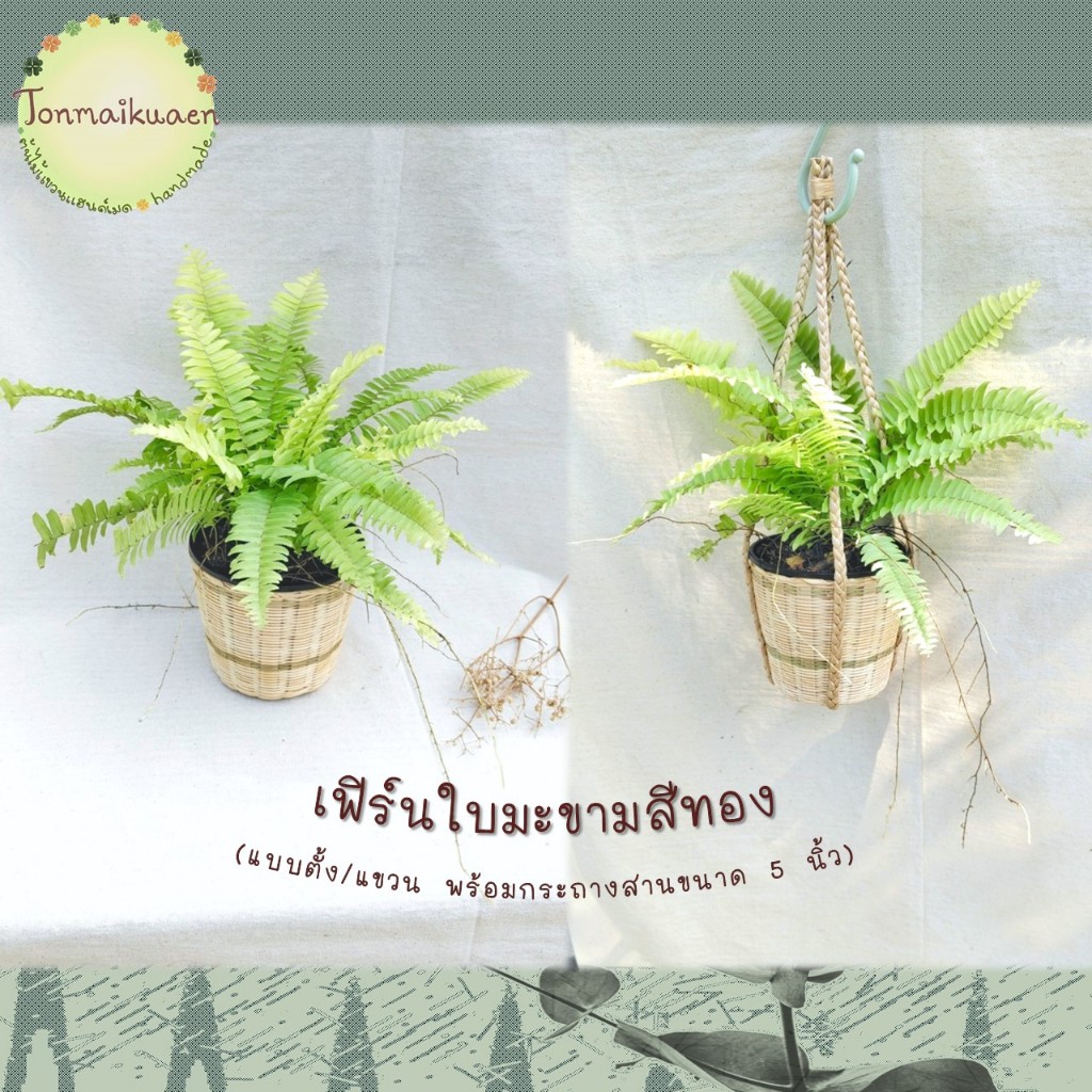 เฟิร์นใบมะขามสีทอง แบบตั้ง / แขวน พร้อมกระถางสานไม้ไผ่ ขนาด 5 นิ้ว ช่วยฟอกอากาศ